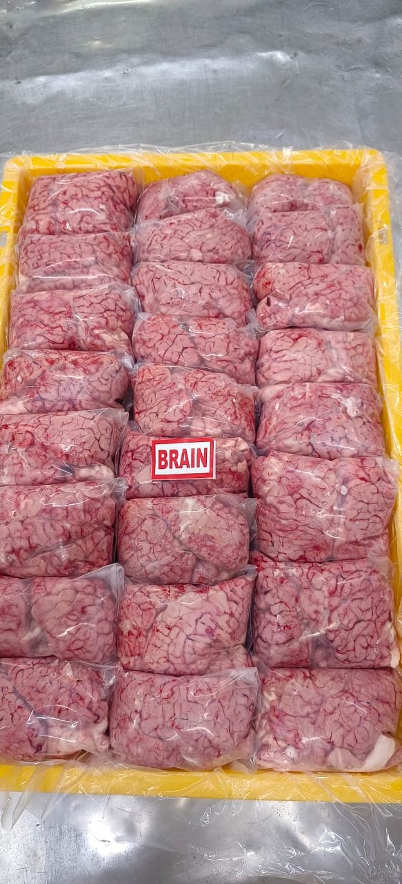 Brain